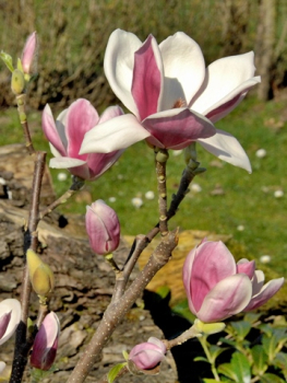 Magnolia "Satisfaction" ® - Magnolie "Satisfaction" ®
