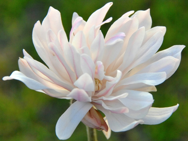 Magnolia stellata "Chrysanthemumiflora" - (Sternmagnolie "Chryanthemumiflora"),