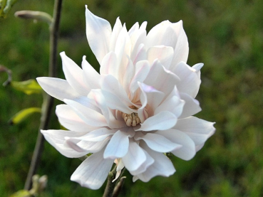 Magnolia stellata "Chrysanthemumiflora" - (Sternmagnolie "Chryanthemumiflora"),
