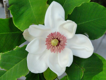 Magnolia x wieseneri - (Wiesner's Magnolie),