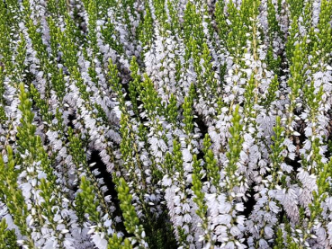 Calluna vulgaris "Mair's Variety" - (Besenheide "Mair's Variety"),