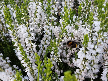 Calluna vulgaris "Mair's Variety" - (Besenheide "Mair's Variety"),