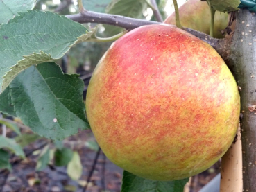 Malus "Jonagold ®" - (Apfel "Jonagold ®"),