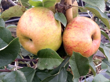 Malus "Topaz ®" - (Apfel "Topaz ®"),