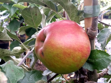 Apfel Jonathan - Malus Jonathan