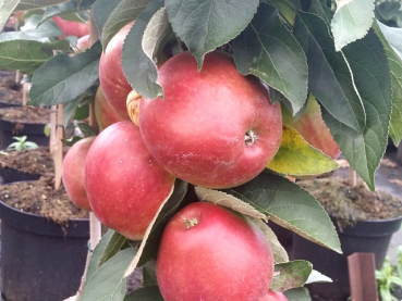 Malus Redcats ® - Säulenapfel Redcats ®