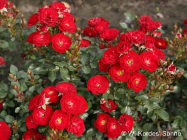 Rosa "Mandy"® - (Zwergrose "Mandy"®),