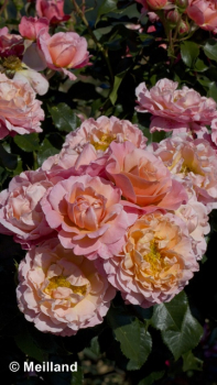 Rosa Marie Curie ® Meilomit