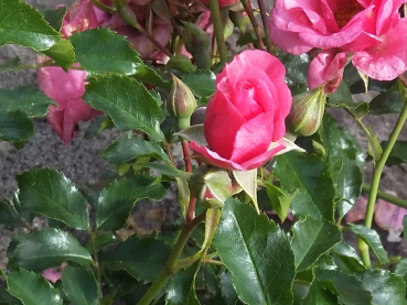 Rosa "Medley Pink"® - (Zwergrose "Medley Pink"®),