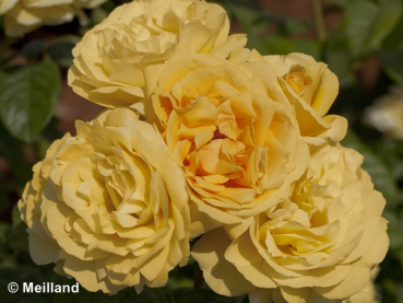 Rosa "Michelangelo"® *Meitelov* - (Edelrose "Michelangelo"®),