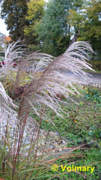 winterhartes ziergras Miscanthus sinensis Kleine Fontäne