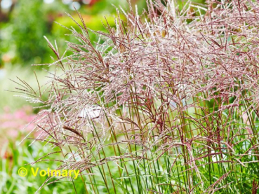 ziergras mit roten blüten