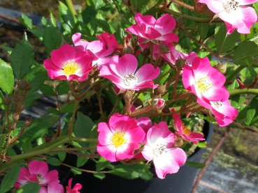 Rose Mozart