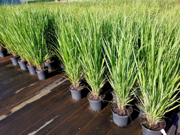 Panicum virgatum "Northwind" - (Riesen-Rutenhirse "Northwind"),