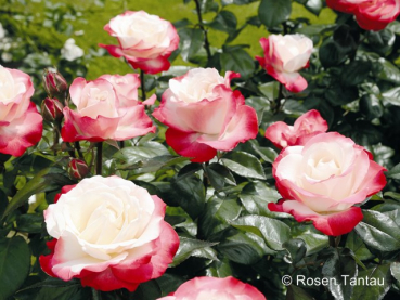 Rosa "Nostalgie"® - (Edelrose "Nostalgie"®),