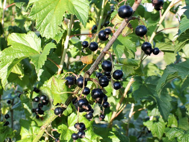 Ribes nigrum "Dr. Bauer's Ometa" ® - (Schwarze Johannisbeere "Dr. Bauer's Ometa" ®),