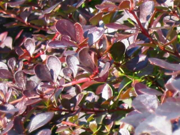 Berberis thunbergii "Atropurpurea" - (Blut-Berberitze),               Topf 3 Liter                 60-80 cm