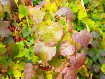 Selbstklimmender wilder Wein