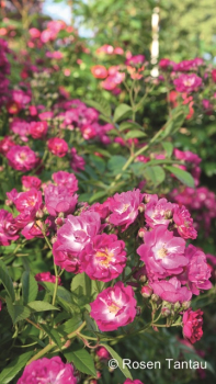 Rosa "Perennial Blue"® - (Kletterrose "Perennial Blue"®),