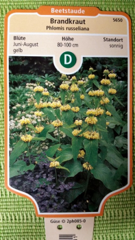 Phlomis russeliana Brandkraut