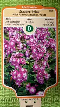 Phlox Pandiculata Hohe Flammenblume violett weißes Auge