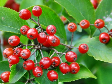 Glanzblattmispel - Photinia villosa