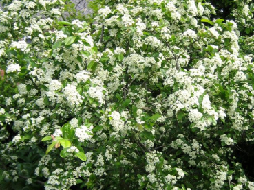 Glanzblattmispel - Photinia villosa