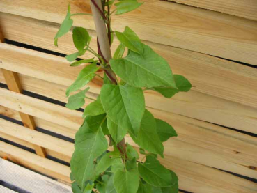 Polygonum aubertii - (Knöterich),