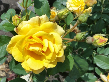 Rosa "Postillion"® - (Strauchrose "Postillion"®),