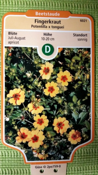 Fingerkraut Potentilla tonguei