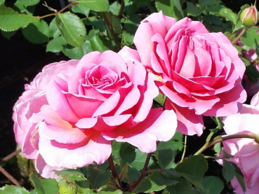 Rosa "Princess Alexandra of Kent"™ *Ausmerchant* - (Engl. Strauchrose "Princess Alexandra of Kent"™),