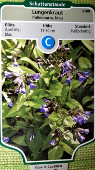 Pulmonaria, blau  - (Lungenkraut),