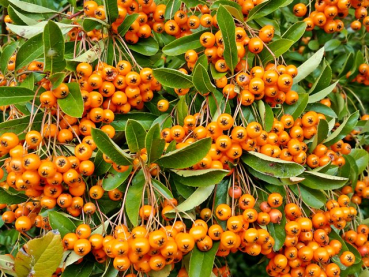 Pyracantha "Orange Charmer" - (Feuerdorn Orange Charmer),