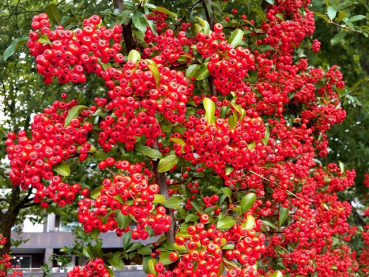 Pyracantha "Red Column" - (Feuerdorn "Red Column"),