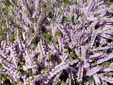 Calluna vulgaris "Radnor" - (Besenheide "Radnor"),