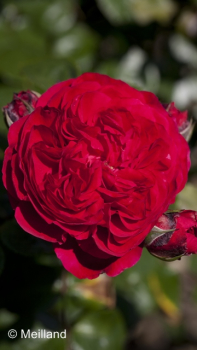 Rosa Red Leonardo da Vinci ® Meiangele