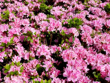 Rhododendron obtusum "Kermesina Rose" - (Japanische Azalee "Kermesina Rose"),