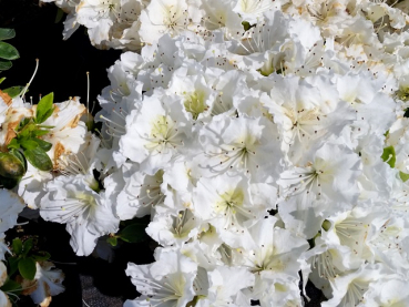 Rhododendron obtusum "Maischnee"® - (Japanische Azalee "Maischnee"®),