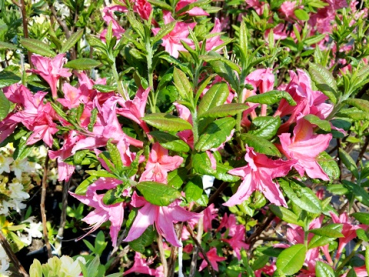 Rhododendron viscosum "Jolie Madame" - (Rhododendron viscosum "Jolie Madame"),