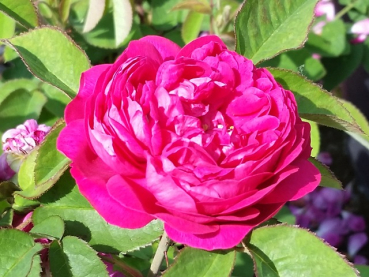 Rosa "Rose de Resht" - (Strauchrose "Rose de Resht"),