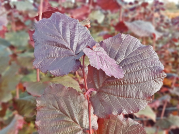 Corylus avellana Rotblättrige Zellernuss Haselnuss