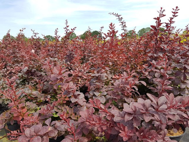 Berberis thunbergii Atropurpurea