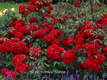 Rosa "Roter Korsar"® - (Strauchrose "Roter Korsar"®),