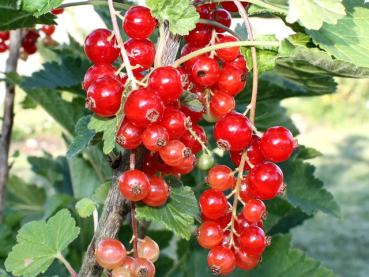 Ribes rubrum "Rovada" - (Rote Johannisbeere Rovada),