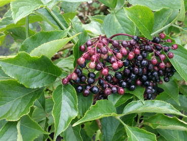 Sambucus nigra Haschberg Schwarzer Holunder