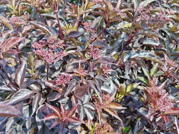 Sambucus nigra Black Beauty Schwarzer Holunder