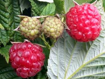 Rubus idaeus "Schönemann" - (Himbeere "Schönemann"),