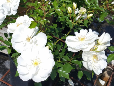 Rosa "Schneeflocke"® - (Bodend. Rose "Schneeflocke"®),