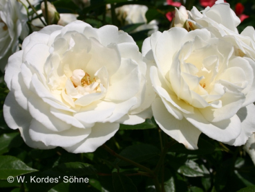 Rosa "Schneewittchen"® - (Strauchrose "Schneewittchen"®),           Rosen Wurzelware A-Qualität