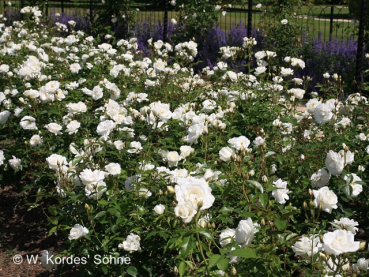 Rosa "Schneewittchen"® - (Strauchrose "Schneewittchen"®),